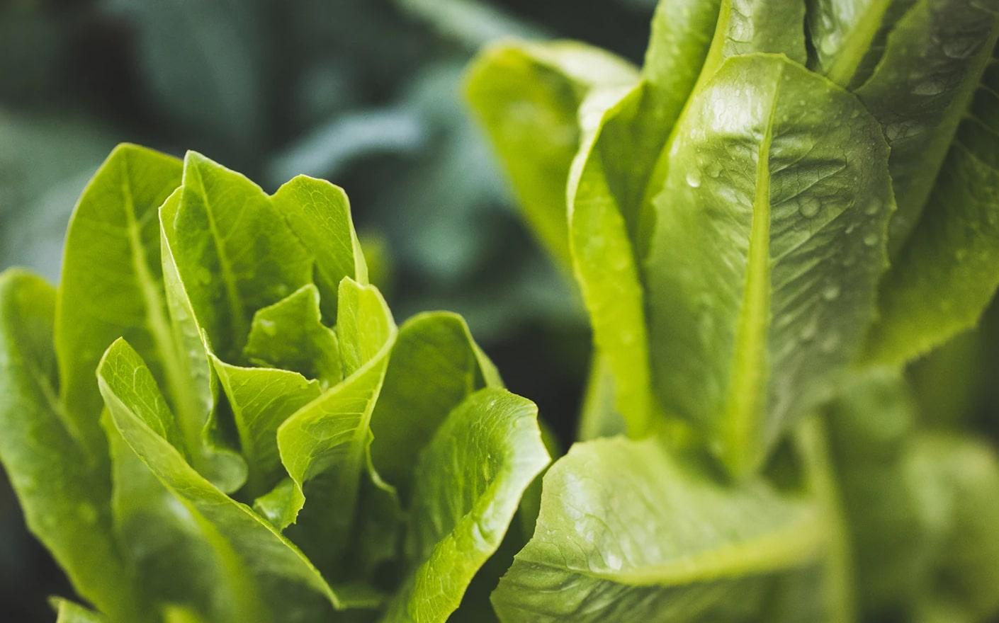 Summer Breakfast For The Healthy Morning With Tomatoes